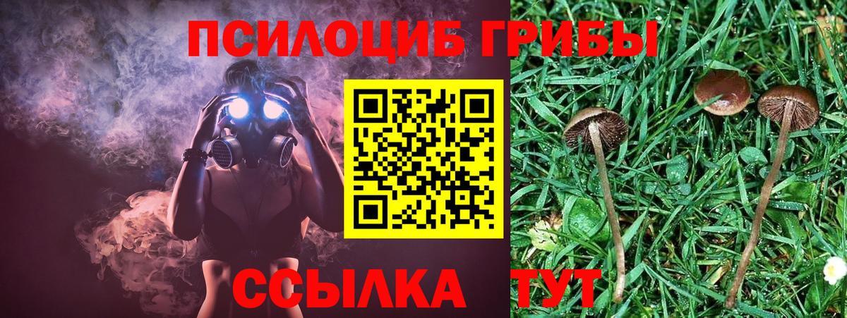 Дюртюли  Галлюциногенные грибы Psilocybe  Вход с VPN 